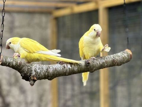 Perruche souris 240 94320 Thiais