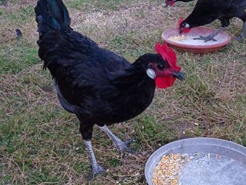 Coq gaulois 15 71500 Sornay