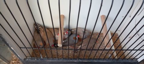 Mandarin couples ou mâles 6 59310 Auchy-lez-orchies