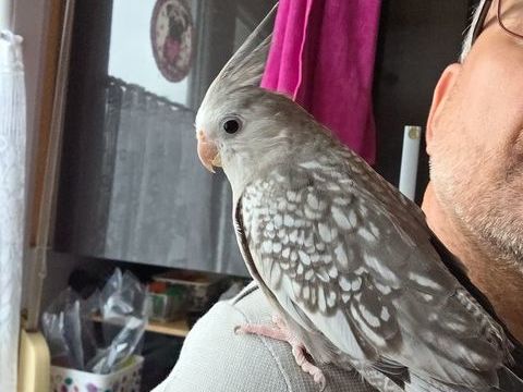 Perruche calopsitte 100 67160 Riedseltz