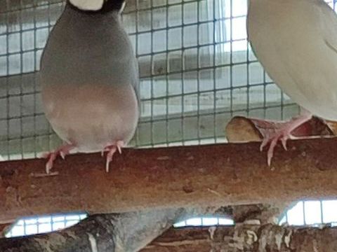 Couple de paddas 30 49600 Le fief-sauvin