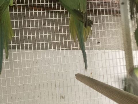 Perruche &agrave; collier de 2024 30 93470 Coubron