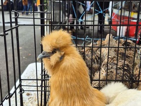 Poules soie 25 03470 Montay-sur-loire