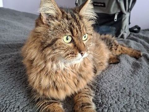 MIMICOCO SENIOR TIGRE POILS LONGS 10 ANS 145 92260 Fontenay-aux-roses