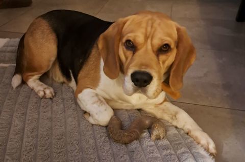 Snow ,un c?ur sur pattes &agrave; adopter ! 0 85470 Bretignolles-sur-mer