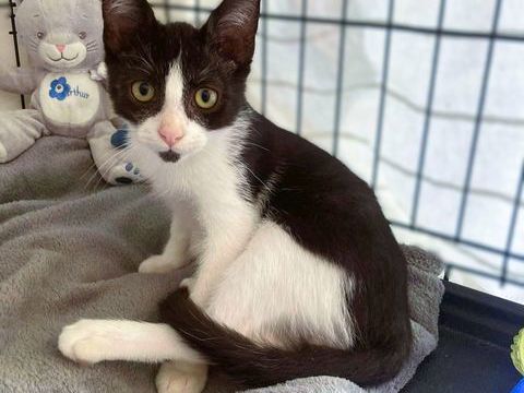 AIKO 1 07400 Le teil