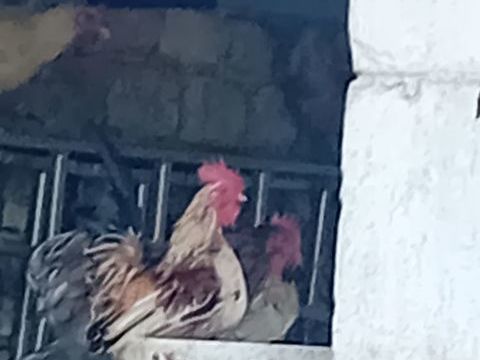 Coq 10 17430 Saint-hippolyte