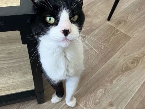 Réglisse À donner contre bons soins 0 64600 Anglet