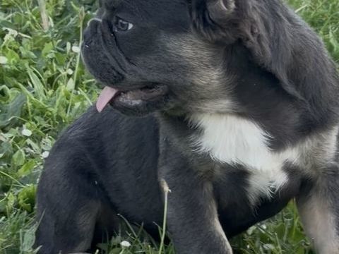 Magnifique m&acirc;le bouledogue fran&ccedil;ais fluffy 1200 24100 Bergerac