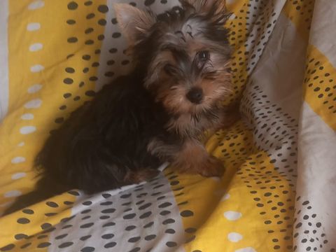 chiot male yorkshire 600 65130 Castillon