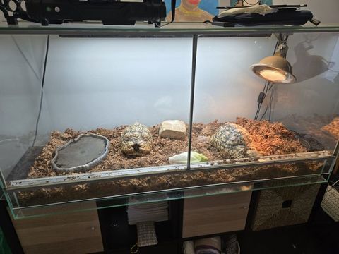 2 Tortues Leopard + Vivarium + accessoires 799 94130 Nogent-sur-marne