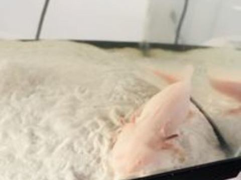   Axolotl albinos 