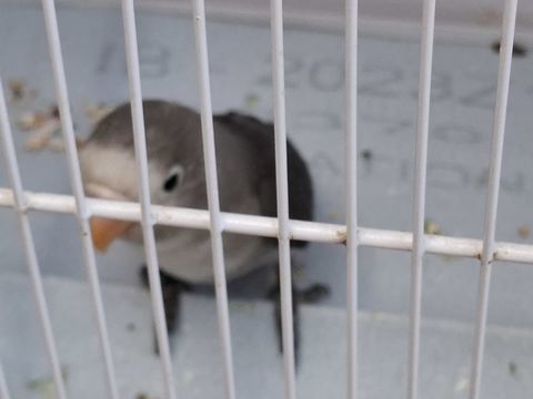 Ins&eacute;parable agapornis fishers 40 83330 Le castellet