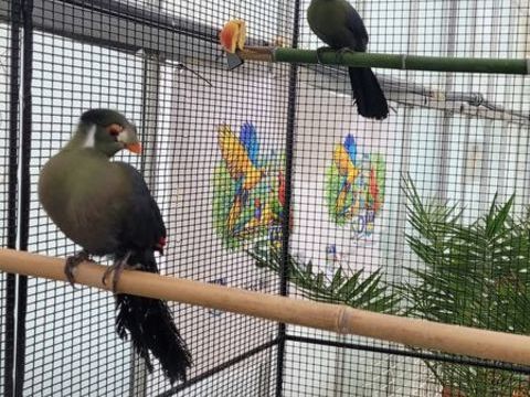 Touracos joue blanche 180 41400 Montrichard