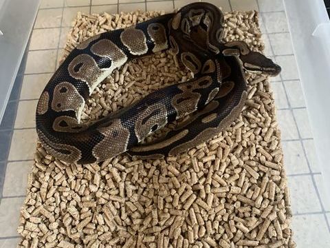 Donne python royal 0 11410 Salles-sur-l'hers