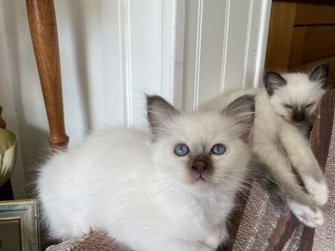 Chatons sacr&eacute; de birmanie 1000 28500 Vernouillet