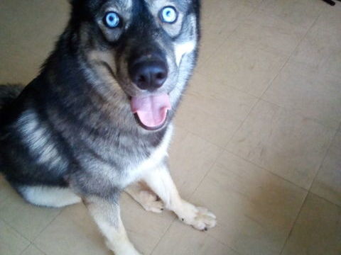 CHIEN 1 an husky 0 29000 Quimper
