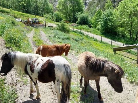 Ponettes et poneys 1400 04140 Auzet