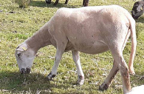 Mouton femelle texel 200 88100 Sainte-marguerite