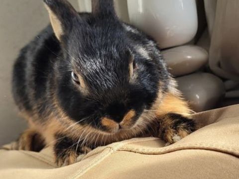 lapin nain 30 50220 Marcilly