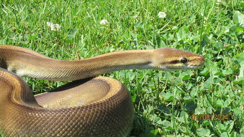 serpent python 250 85800 Le fenouiller