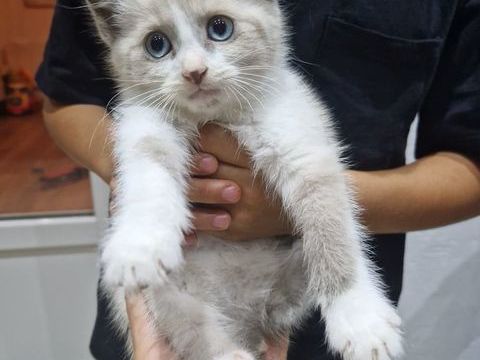 Chaton 0 93370 Montfermeil