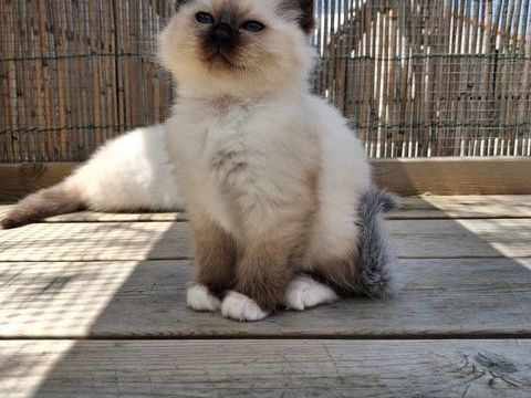 Chaton sacr&eacute; de Birmanie 1000 44320 Saint-père-en-retz
