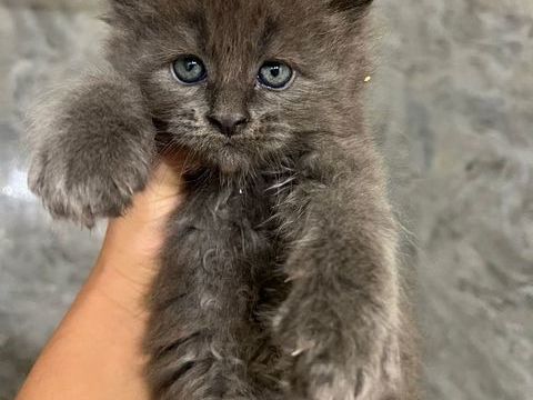4 chatons Maine Coon non LOOF &agrave; r&eacute;server
900 83170 Rougiers