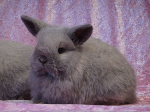 B&eacute;b&eacute; m&acirc;le minilop 80 05700 Serres