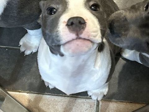 &Agrave; vendre chiots , 3 femelles, 3 m&acirc;les 1300 78280 Guyancourt