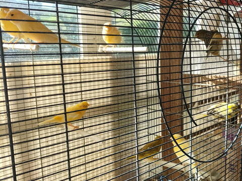 Canarie 20 17510 Villiers-couture