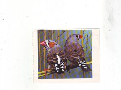 Jolis couples de mandarins nés en 2024
En parfaite santé 10 49122 Le may-sur-vre