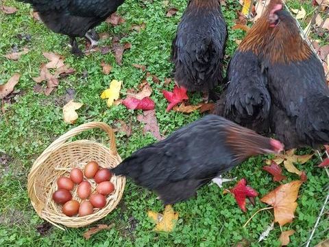 Oeuf f&eacute;cond&eacute;, poussin, poule, coq Marans / Noirans 34 77540 Courpalay