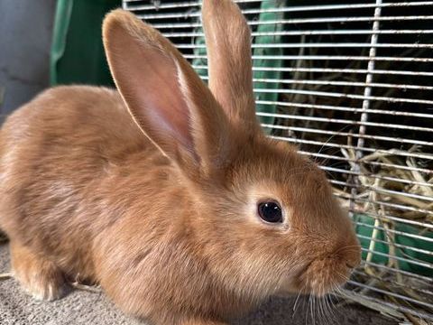 Lapin 20 29290 Milizac