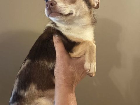 Chihuahua 600 75012 Paris