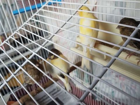 canaris &eacute;lev&eacute;s en famille 25 83230 Bormes-les-mimosas