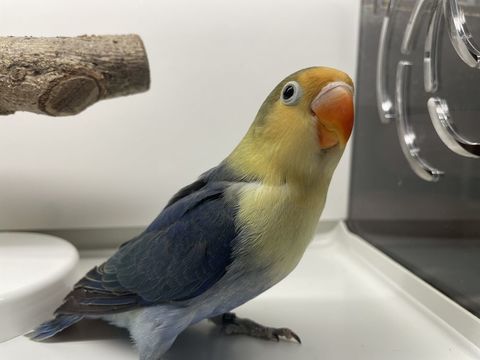 Ins&eacute;parable Fisher Turquoise D 50 44110 Ch�teaubriant