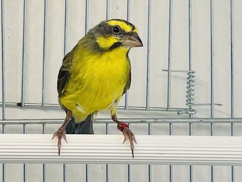 Tr&egrave;s Beau M&acirc;le Serin Du Mozambique Adultes Bagu&eacute;s 2024 100 94450 Limeil-br�vannes