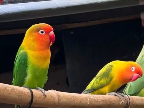 3 inseparables 70 95420 Magny-en-vexin