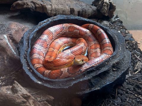 Pantherophis guttatus - Serpent/Couleuvre des blés. 30 60550 Verneuil-en-halatte