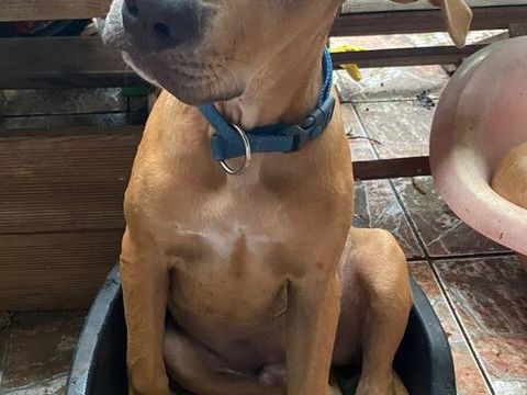 Barton, mâle croisé berger, né le 15/06/2025 &#128054; 300 18000 Bourges