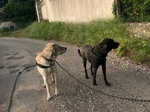 Chien ALFRED et ROBIN &agrave; l adoption 250 30130 Pont-saint-esprit