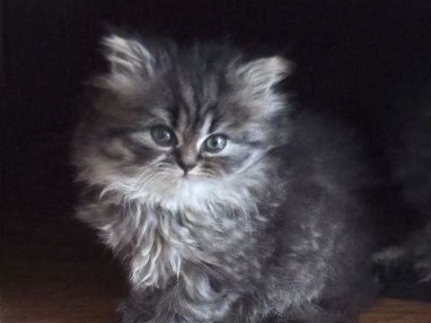 1 chaton persan non Loof n&eacute;e le 09/02/2026 860 89690 Ch�roy