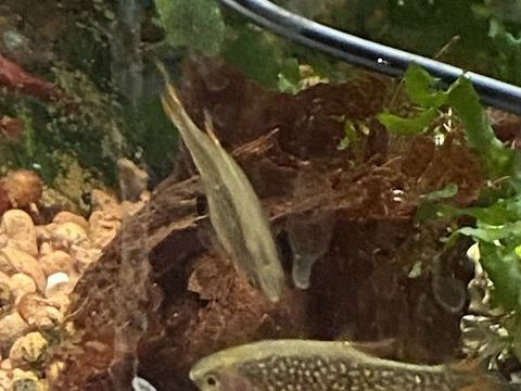 Poissons micro rasbora galaxy 30 95140 Garges-lès-gonesse