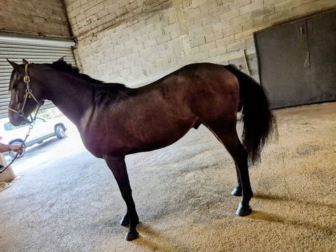 Emisko 6000 15600 Leynhac