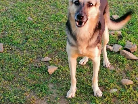 ARIEL 300 78170 La celle-saint-cloud