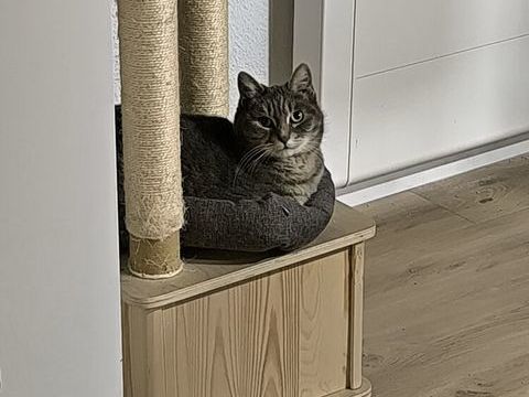 Cherche nouvelle famille pour chatte de 11 ans affectueuse 0 38650 Gresse-en-vercors