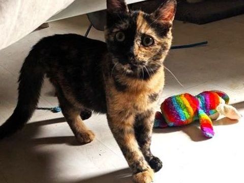 PTITLU CHATONNE ECAILLE 7 MOIS 1/2 225 92260 Fontenay-aux-roses