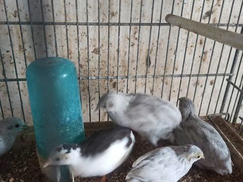 Cailles de chine 18 77400 Saint-thibault-des-vignes