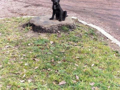LABRADORS NOIRS 350 44310 La limouzini�re